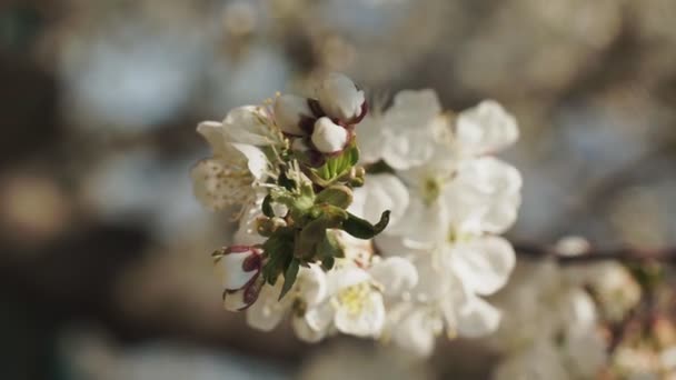 Zavřít Bílé Třešňové Květy Jaře — Stock video