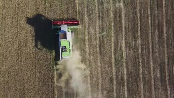 Moderna Cosechadora Que Trabaja Cultivo Trigo Vista Aérea Cosechadoras Combinadas — Vídeo de stock