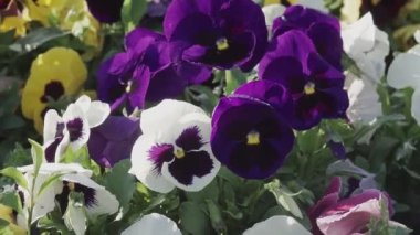 Güzel Petunya Yaz Çiçeklerinin Kapanışı