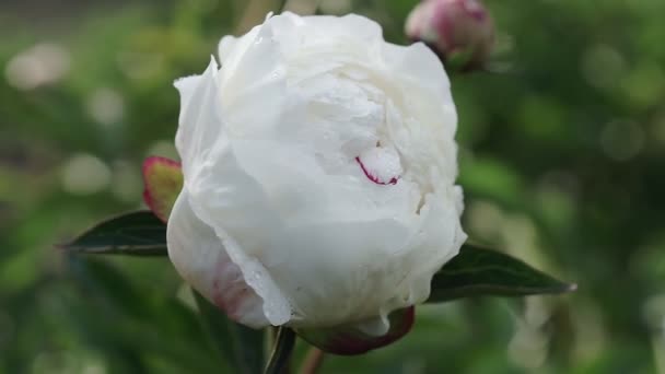 Witte pioenbloem met dauwdruppels na regen, mooie bloemen in het park. Bloeiende pioenbloem. — Stockvideo