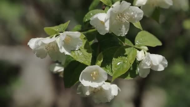 Vita blommor av jasmin eller Jasminum officinale med droppar pÃ ¥busken pÃ ¥vÃ ¥ren. Närbild. — Stockvideo