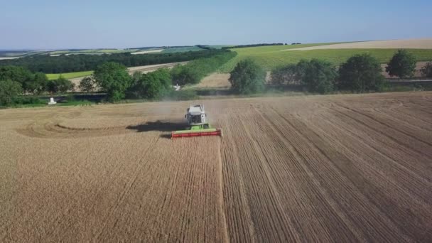 Moderna cosechadora que trabaja en un cultivo de trigo. Vista aérea en cosechadoras combinadas recoge el trigo. Cosecha del campo de grano, temporada de cosecha. — Vídeo de stock