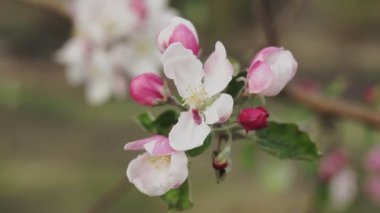 Bahar zamanı çiçek açan elma ağacı. Kapat..