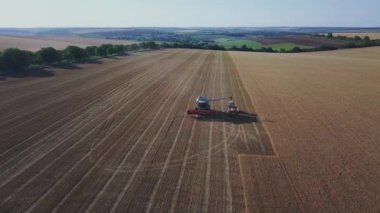 Buğday hasadı üzerinde çalışan modern biçerdöver. Buğdayı hasatçıların hava görüntüsü topluyor. Buğday tarlası, hasat mevsimi.