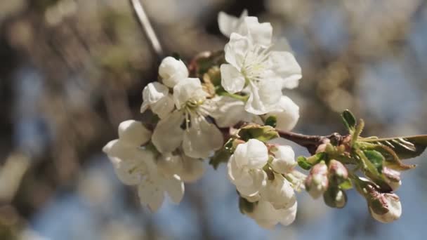 Cerca de cerezo blanco en flor en la primavera — Vídeos de Stock