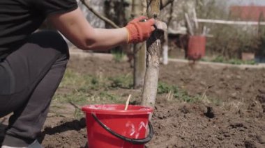 Bahçıvan, bahçesinde tebeşirle ağaç gövdesi, baharda ağaç bakımı. Bahçıvan kadın parktaki ağaçlarla ilgileniyor..