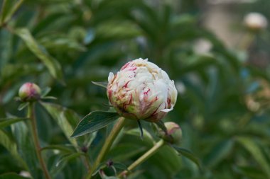 Yaprakların üzerine çiy damlası damlayan beyaz kremalı çiçeğe yaklaş. Beyaz şakayık çiçeğine su damlaları