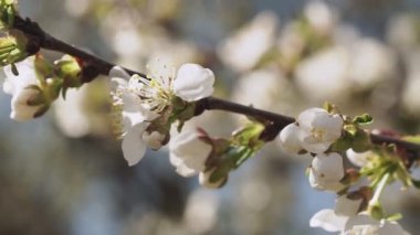 İlkbaharda beyaz kiraz ağacını kapat.