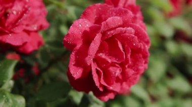 Yaz bahçesinde pembe bir gül, gül çalılığında çiçek açar. Yapraklarında yağmur damlaları olan bir gül çiçeğinin yakın çekimi.