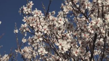 Gökyüzüne karşı çiçek açan bademler.