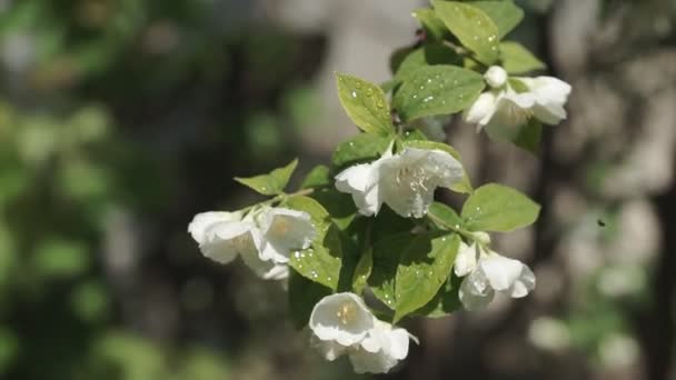 春にブッシュに落ちるジャスミンやジャスミンのオフィシャルの白い花 — ストック動画