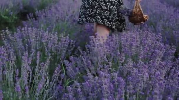 Hippie Ragazza Che Cammina Nel Campo Lavanda Concetto Libertà — Video Stock