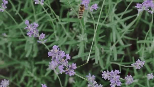 Bumble Bee Landing Lavender Lavendel Blommor Närbild — Stockvideo