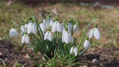 Yakın plan taze kar damlaları ya da yaygın kar damlaları Galanthus nivalis
