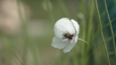 Bahar çiçekleri. Çiçek açan beyaz gelinciklerin yakın çekimi. Yeşillik bir arka planda güzel çiçekler. Tarla ve orman bitkileri. Botanik yürüyüşleri. Doğayı uyandırmak. Rüzgarda sallanan çiçekler.