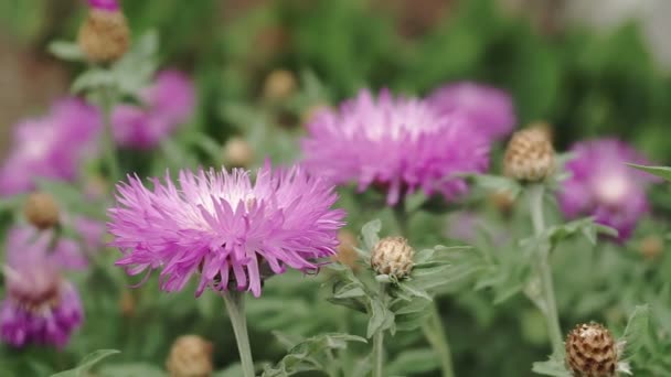 Uma Abelha Recolhe Néctar Flores Azuis Jardim — Vídeo de Stock