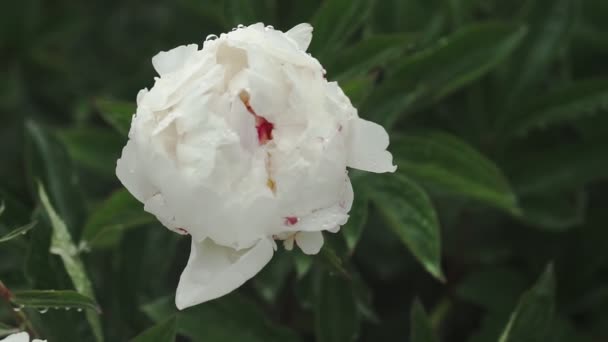 Vit Pion Blomma Med Dagg Droppar Efter Regn Vackra Blommor — Stockvideo