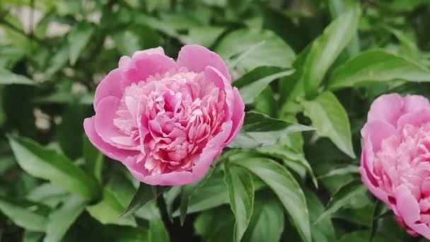Leuchtend Rosa Pfingstrosen Knospen Blüten Schöner Hintergrund Mit Blumen — Stockvideo