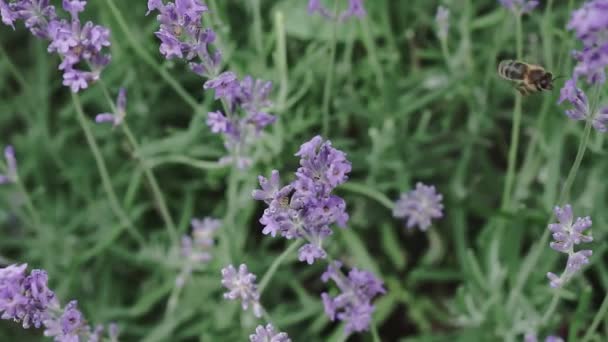 Bumble Bee Landing Lavender Lavendel Blommor Närbild — Stockvideo