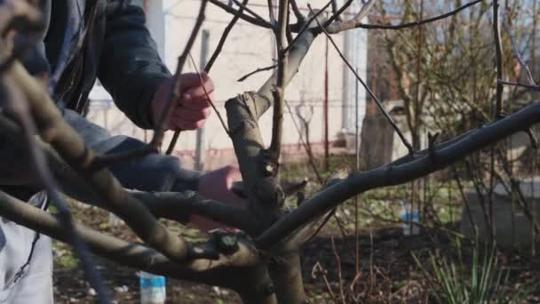 보리를 사람은 과일나무를 가지치기하는 가지를 자르는 있으며 과수원에 가지치기하는 가위를 — 비디오