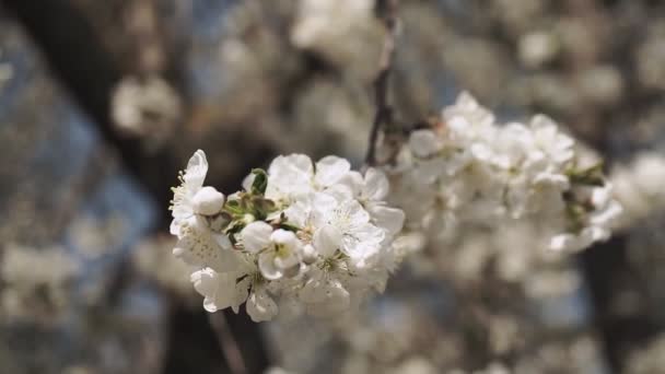 Sluiten Witte Kers Bloesem Boom Het Voorjaar — Stockvideo