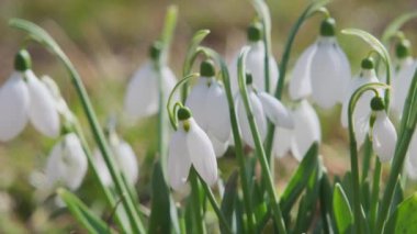 Yakın plan taze kar damlaları ya da yaygın kar damlaları Galanthus nivalis