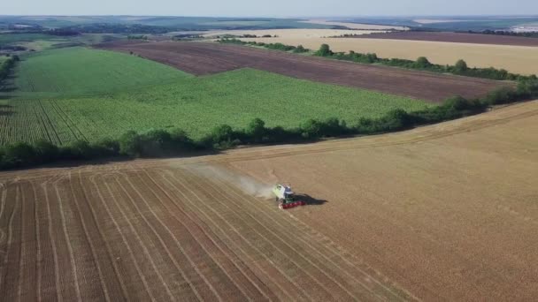 Colheitadeira Moderna Que Trabalha Uma Cultura Trigo Vista Aérea Sobre — Vídeo de Stock