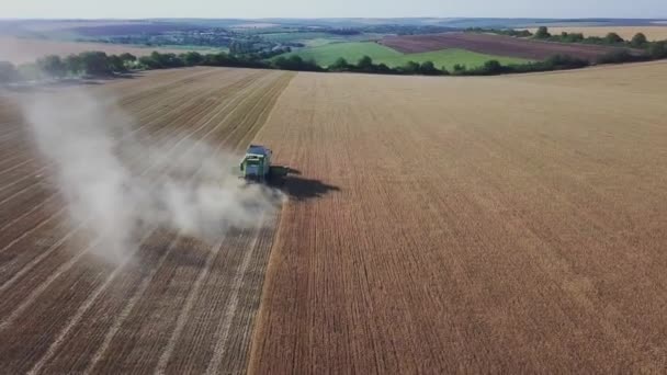 Современный Комбайн Работающий Урожай Пшеницы Вид Воздуха Комбайны Собирает Пшеницу — стоковое видео
