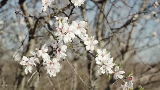 Flowering Almonds Sky — Stock Video