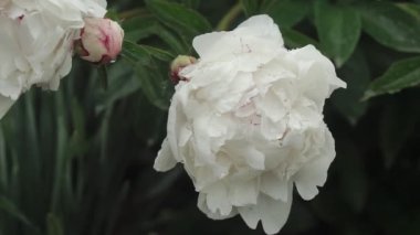 Yağmurdan sonra çiy damlayan beyaz şakayık çiçeği, parkta güzel çiçekler. Çiçekli şakayık çiçeği.