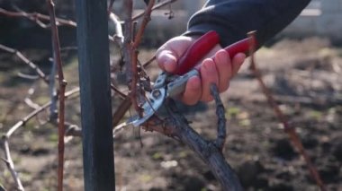 Bahar mevsimi şarap bağlarını temizleyen yaşlı çiftçi.
