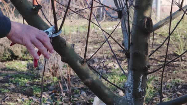 Gardener Cutting Branches Pruning Fruit Trees Pruning Shears Orchard — Stock Video