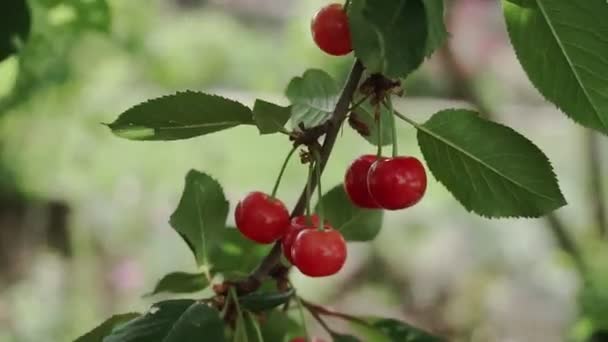 Ramo Cerejeira Azedo Vermelho Com Par Fruto Saboroso Vento Close — Vídeo de Stock