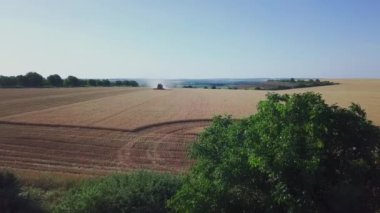 Buğday hasadı üzerinde çalışan modern biçerdöver. Buğdayı hasatçıların hava görüntüsü topluyor. Buğday tarlası, hasat mevsimi.