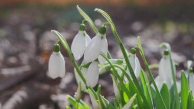Yakın plan taze kar damlaları ya da yaygın kar damlaları Galanthus nivalis