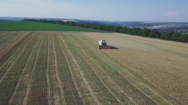 现代联合收割机在小麦作物上工作 对联合收割机的空中观察收集小麦 收获谷地 收获季节 — 图库视频影像