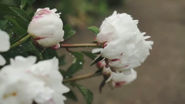Flor Peonía Blanca Con Gotas Rocío Después Lluvia Hermosas Flores — Vídeos de Stock