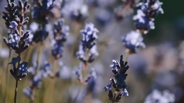 Bumble Bee Landing Lavender Lavendel Blommor Närbild — Stockvideo