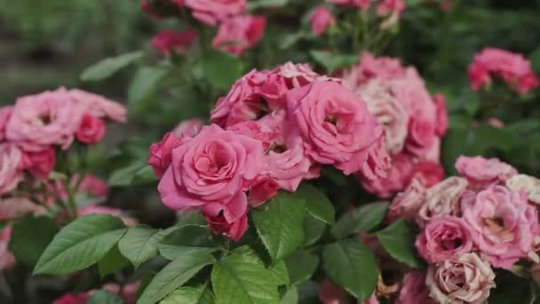 Pink Rose Blooms Summer Garden Rose Bush Close Rose Flower — Stock Video