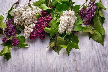 Ahşap beyaz arka planda güzel mor leylak