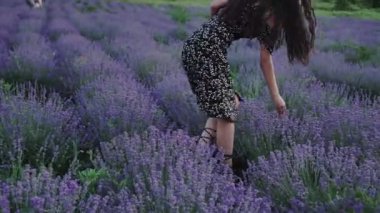 Lavanta tarlasında çiçek toplayan bir kız. Lavanta Çiftliği 'nde. Hasat ve Kurutulmuş Lavanta