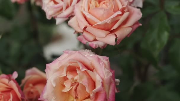 Eine Rosa Rose Blüht Einem Sommergarten Auf Einem Rosenbusch Nahaufnahme — Stockvideo