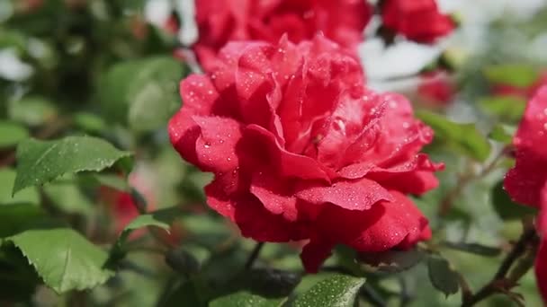 バラのブッシュの夏の庭でピンクのバラが咲く 花びらに雨粒のあるバラの花のクローズアップ — ストック動画