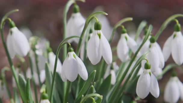 Närbild Skott Färska Tidiga Snödroppar Eller Vanliga Snödroppar Galanthus Nivalis — Stockvideo