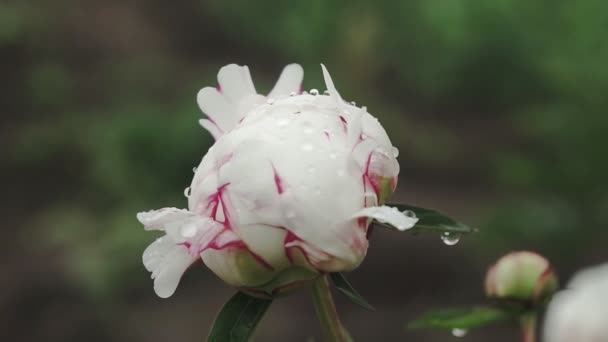 Weiße Pfingstrose Blume Mit Tautropfen Nach Regen Schöne Blumen Park — Stockvideo