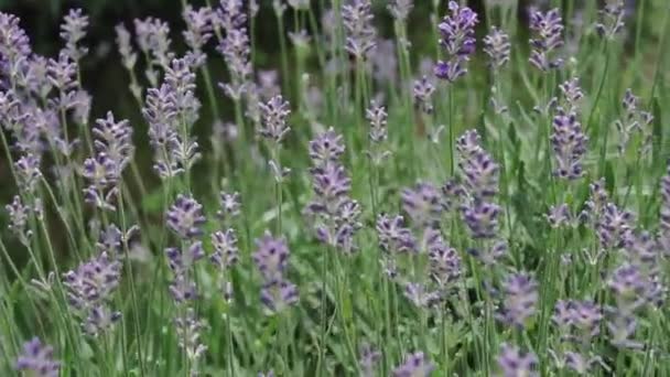 Fleurs de lavande gros plan. Belle floraison fleurs de lavande balançant dans le vent. — Video