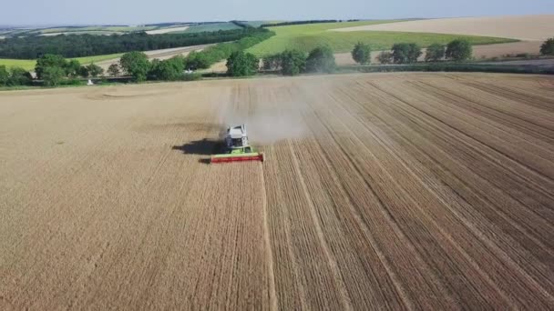 Moderna cosechadora que trabaja en un cultivo de trigo. Vista aérea en cosechadoras combinadas recoge el trigo. Cosecha del campo de grano, temporada de cosecha. — Vídeos de Stock