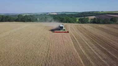 Buğday hasadı üzerinde çalışan modern biçerdöver. Buğdayı hasatçıların hava görüntüsü topluyor. Buğday tarlası, hasat mevsimi.