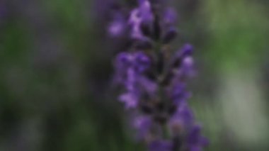 Yaban Arısı Lavanta 'ya kondu. Lavanta çiçekleri yakın plan.