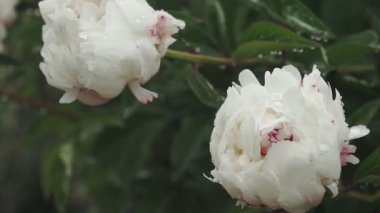 Yağmurdan sonra çiy damlayan beyaz şakayık çiçeği, parkta güzel çiçekler. Çiçekli şakayık çiçeği.